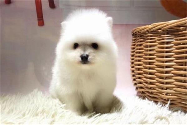 疯狂小狗加盟
