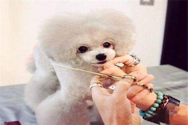 博烨宠物美容加盟