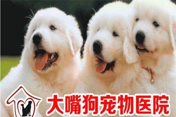 大嘴狗宠物技术培训学校加盟