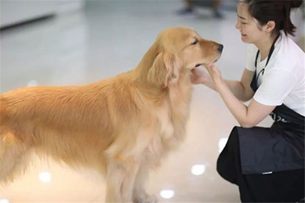 煌极宠物美容加盟