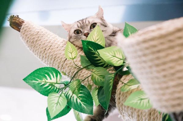 袖虎宠物