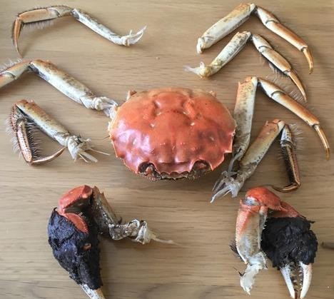 今锦上大闸蟹