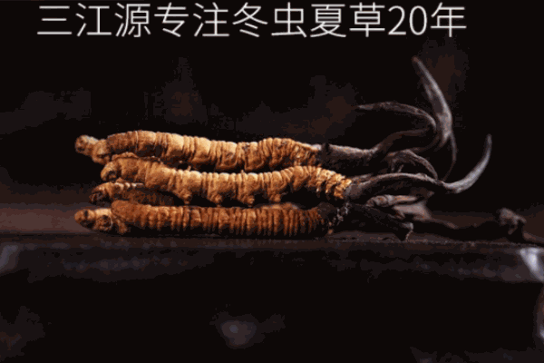 三江源冬虫夏草加盟