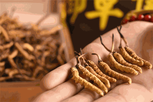 恒湘虫草加盟