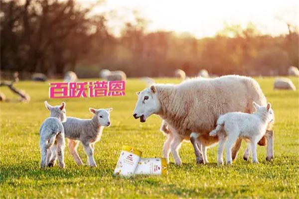 百跃谱恩羊奶粉加盟
