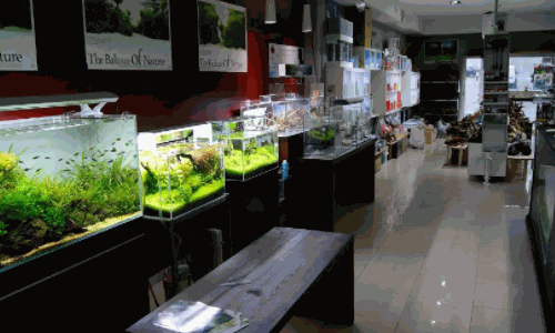 开个卖鱼缸的店怎么样