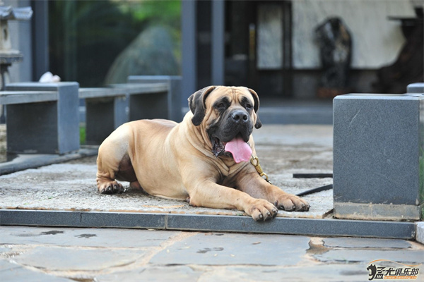 猛犬俱乐部论坛加盟